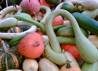 Squashes